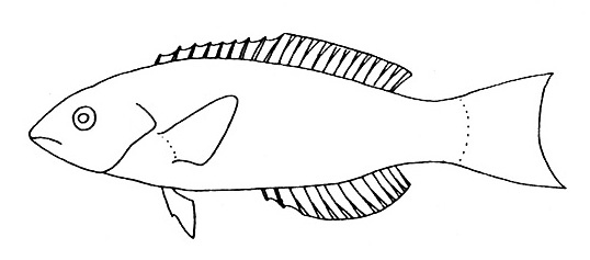 Representative of the Labridae family (Gosline & Brock, 1960, fig. 112)